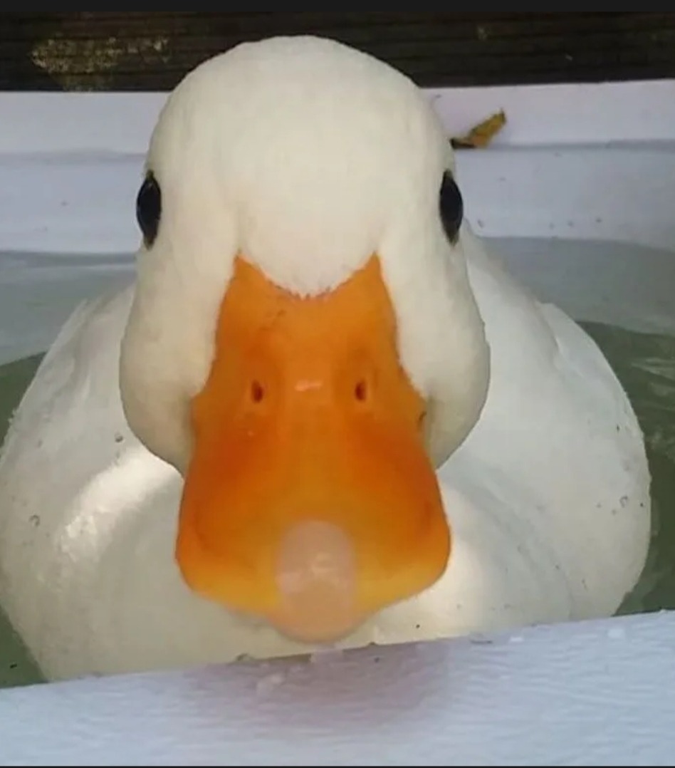 Shams - Baerle-Duc - Anvers | Annonce Rencontre