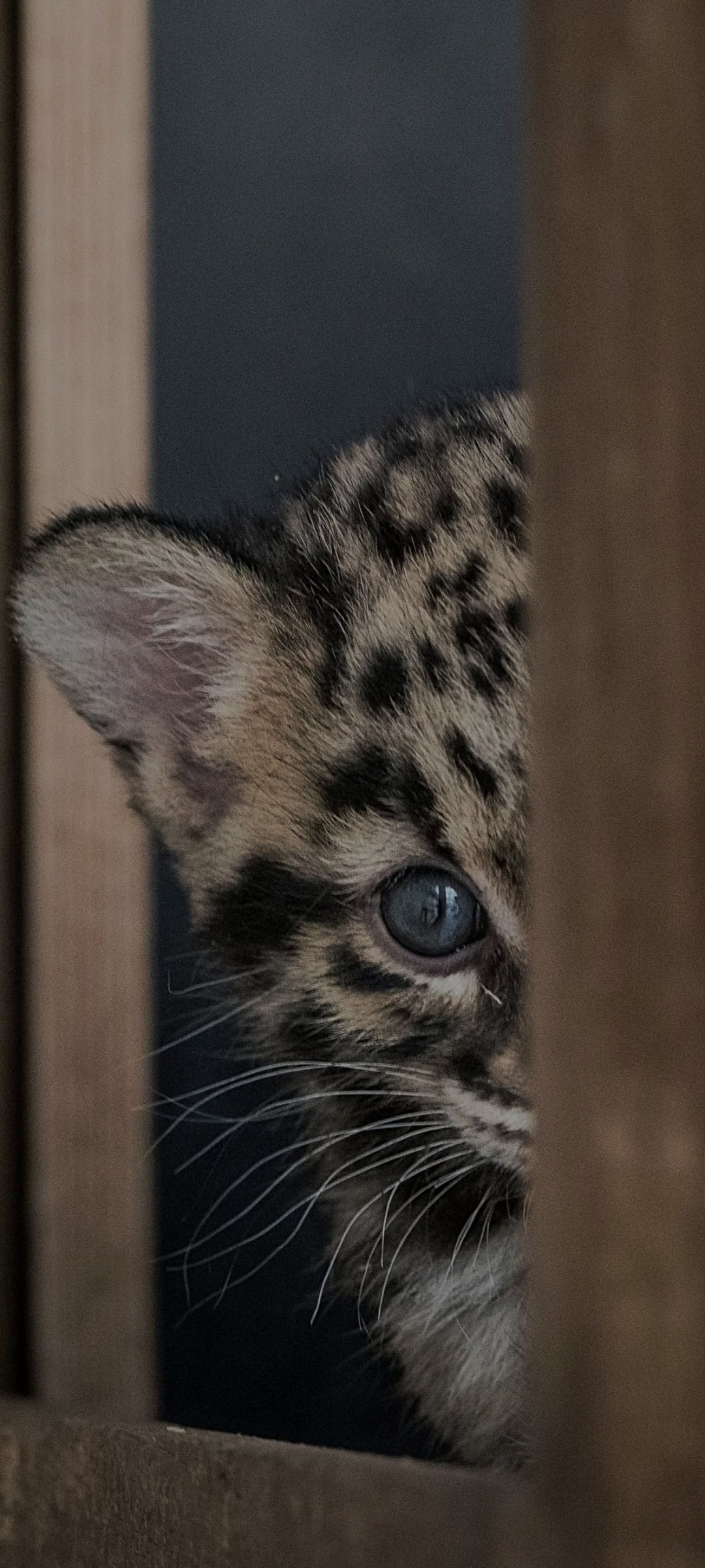 Anil - Kalmthout - Anvers | Annonce Rencontre